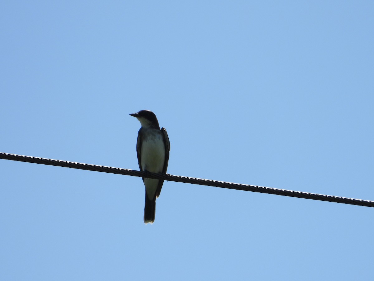 Eastern Kingbird - ML640501487