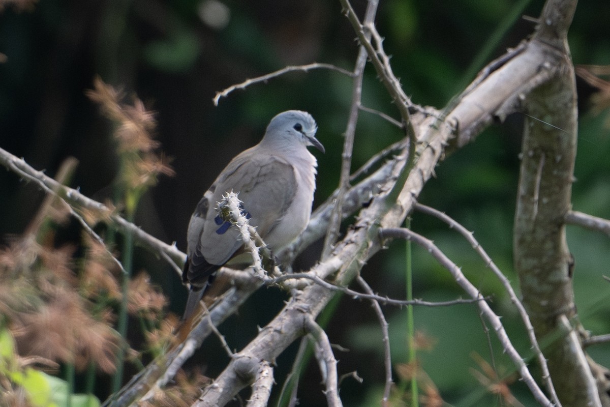 Black-billed Wood-Dove - ML640501532