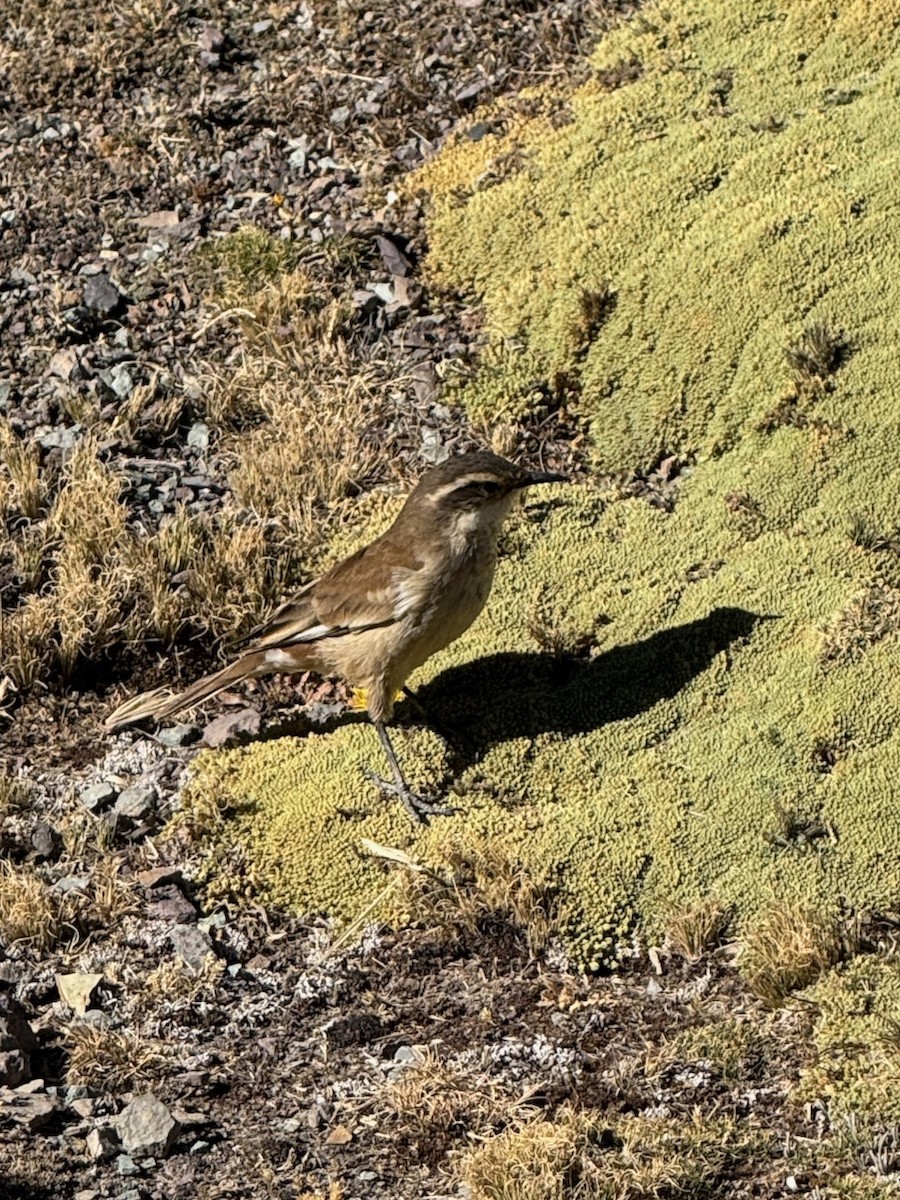Cream-winged Cinclodes - ML640501534