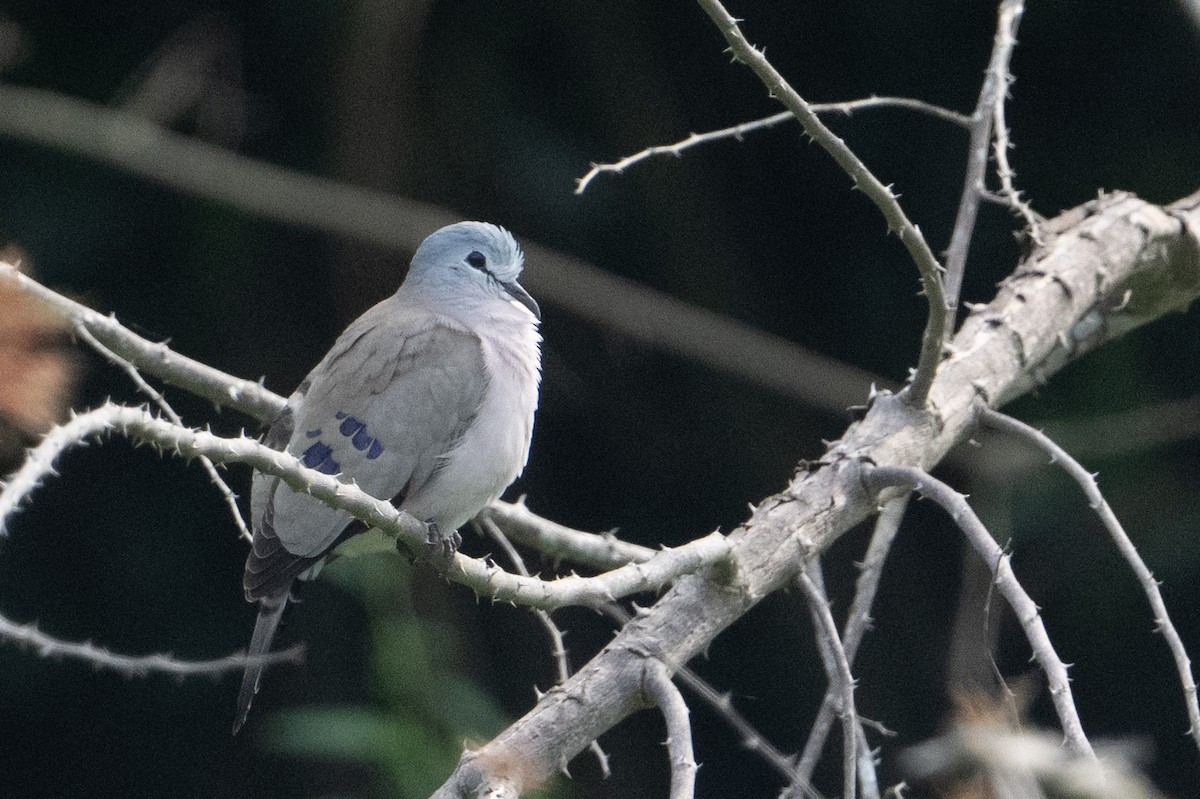 Black-billed Wood-Dove - ML640501537