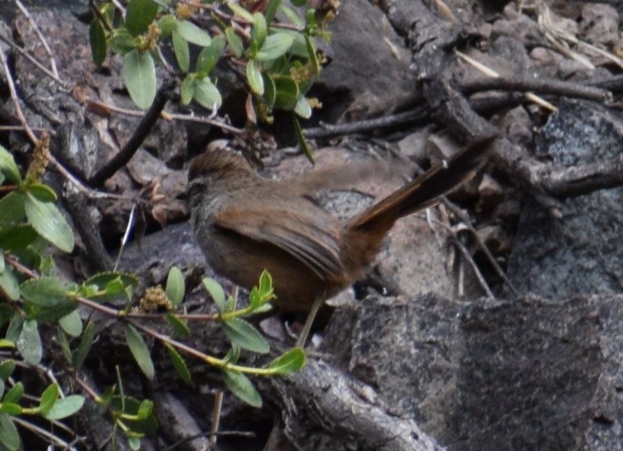 Dusky-tailed Canastero - ML640501574