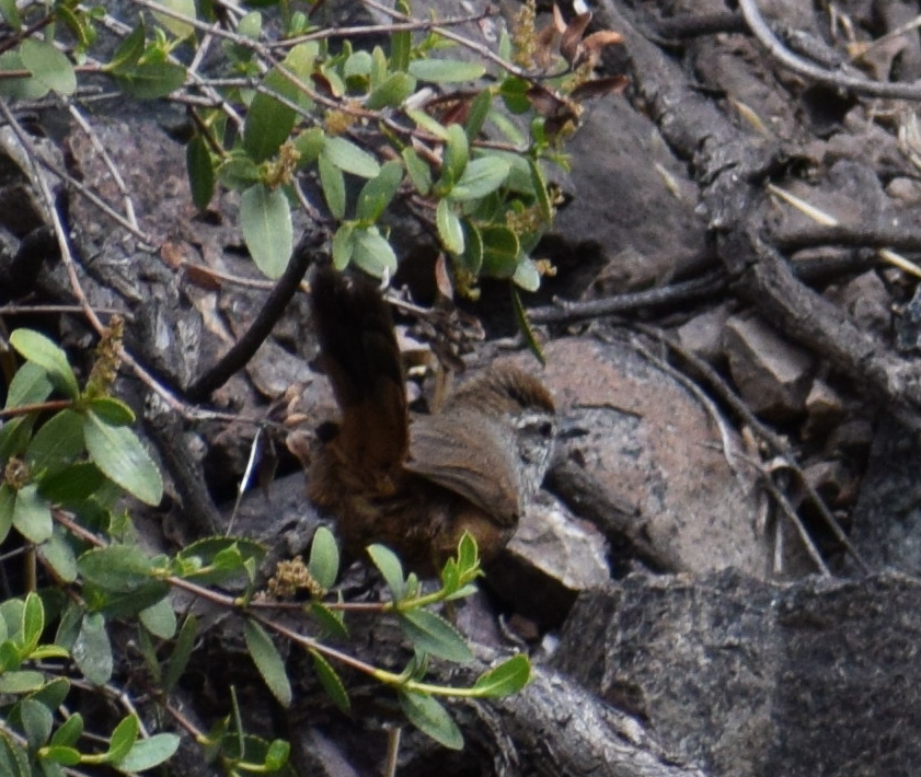 Dusky-tailed Canastero - ML640501575