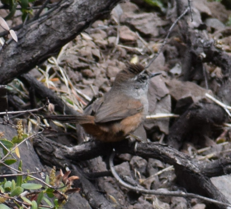 Dusky-tailed Canastero - ML640501576