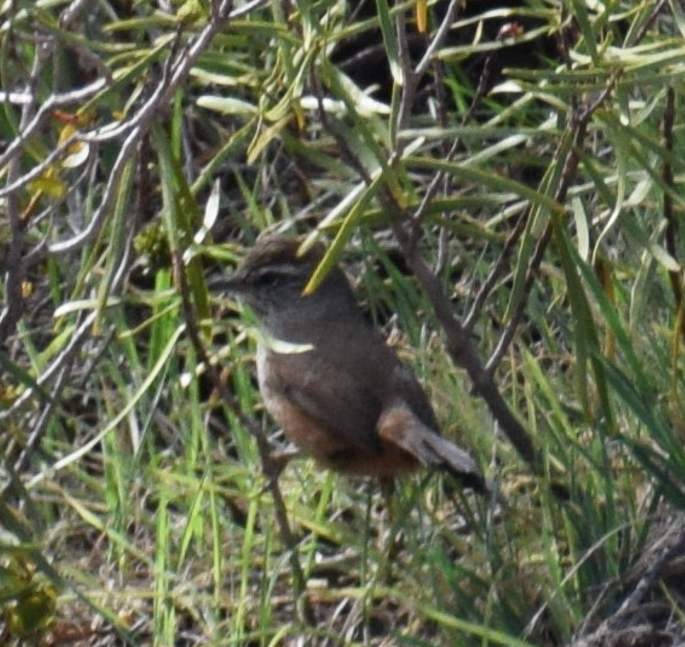 Dusky-tailed Canastero - ML640501585