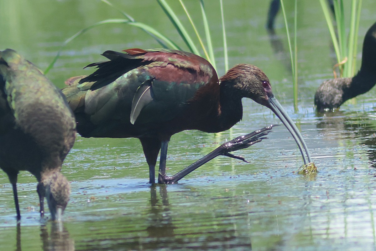 White-faced Ibis - ML640501586