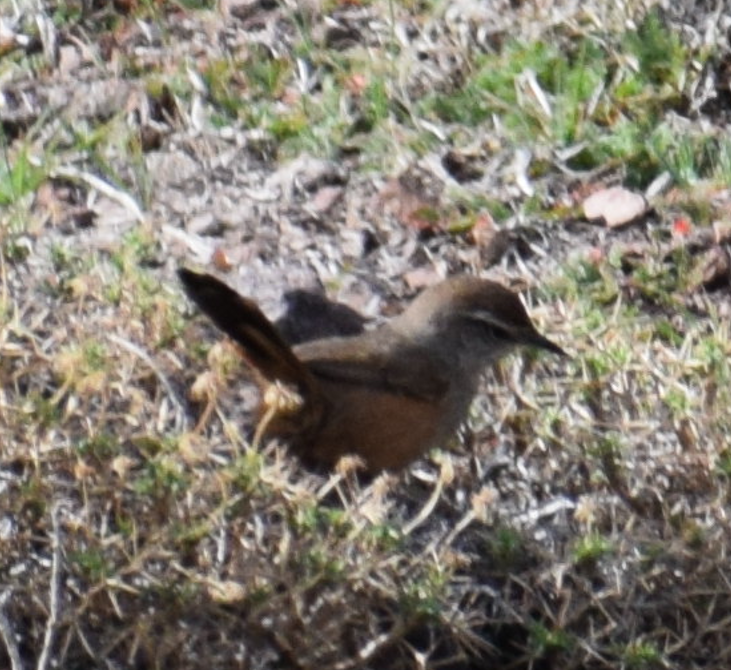 Dusky-tailed Canastero - ML640501587