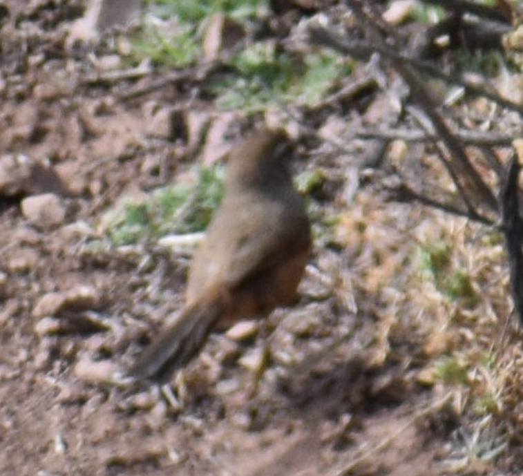 Dusky-tailed Canastero - ML640501588