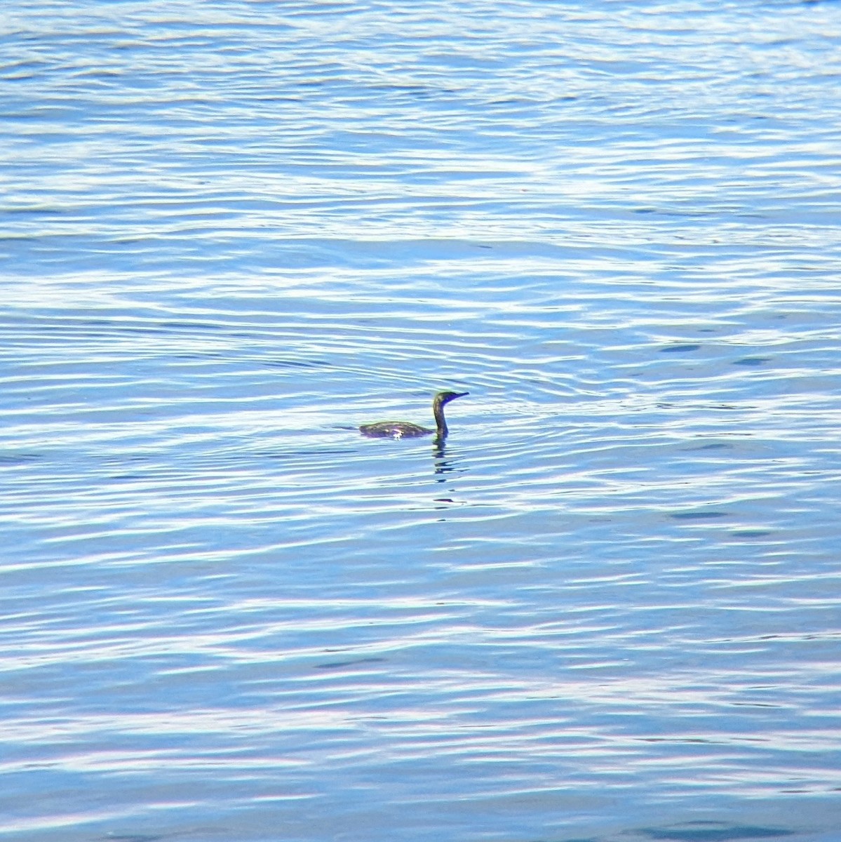 Pelagic Cormorant - ML640501610