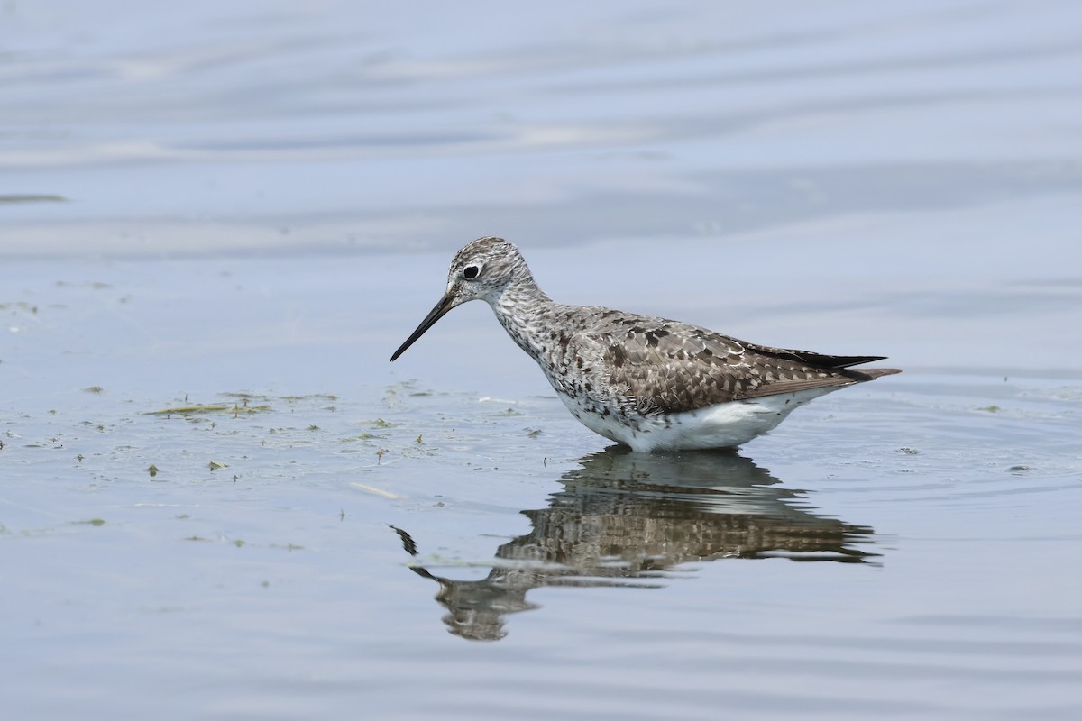 gulbeinsnipe/plystresnipe - ML640501635