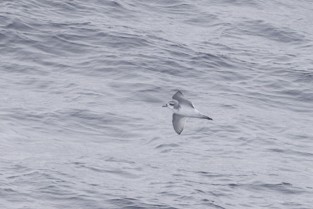 Antarctic Prion - ML640501654