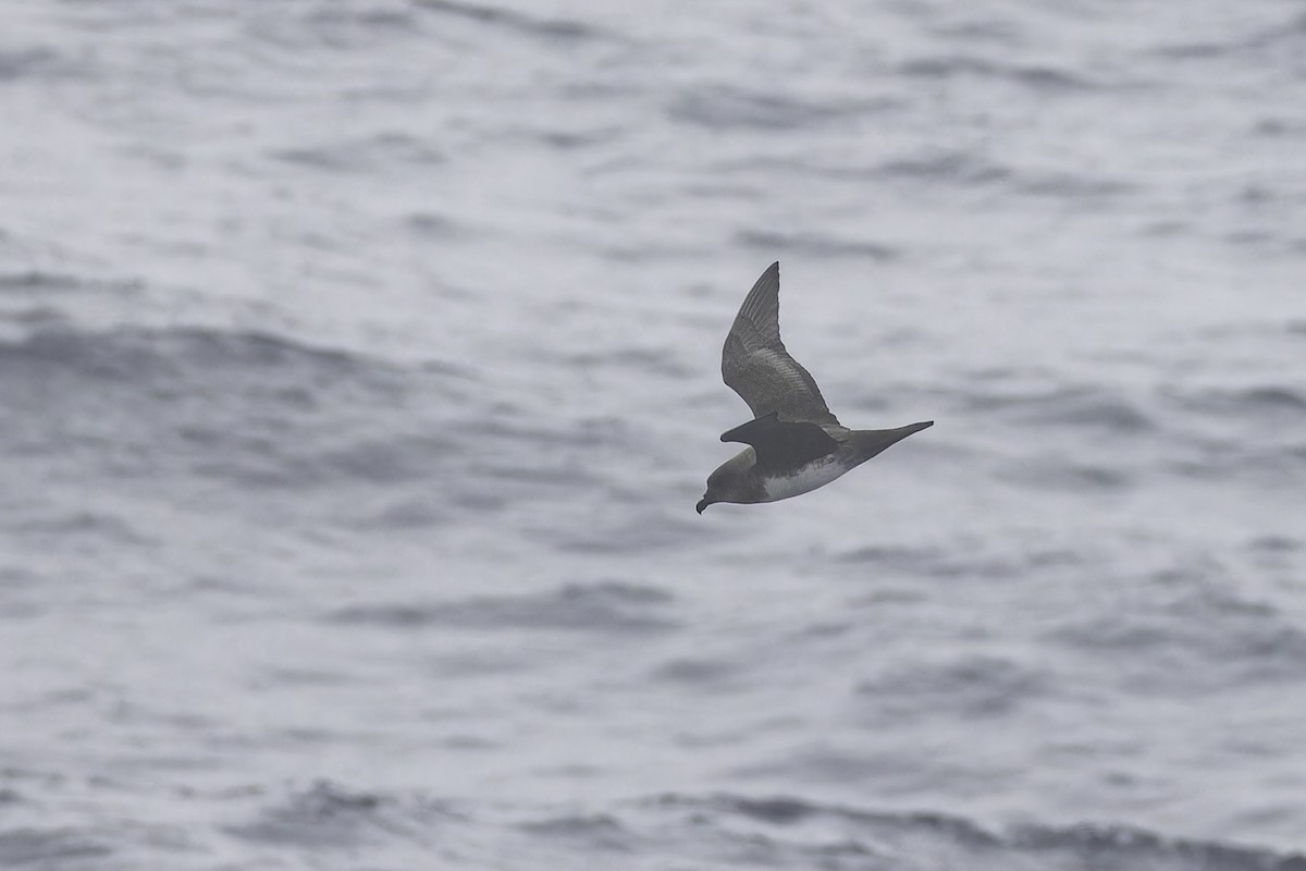 Atlantic Petrel - ML640501684