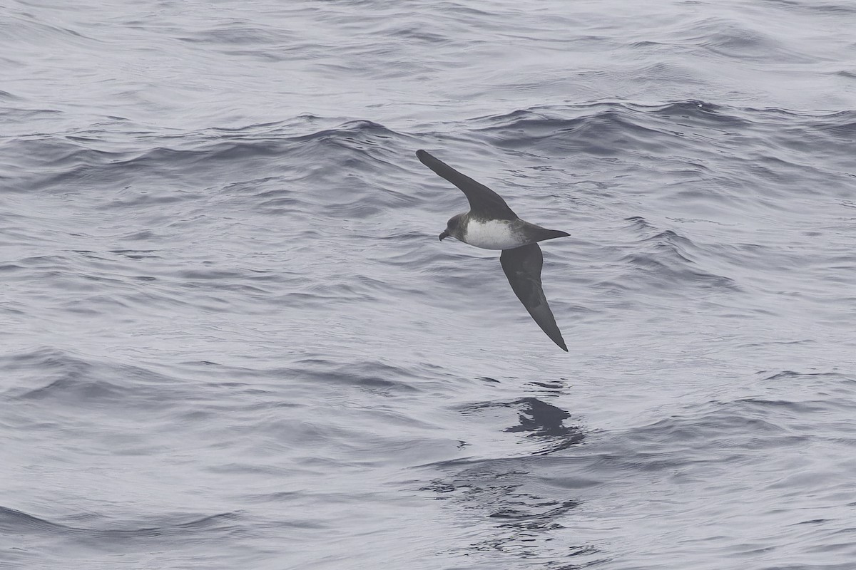 Atlantic Petrel - ML640501685