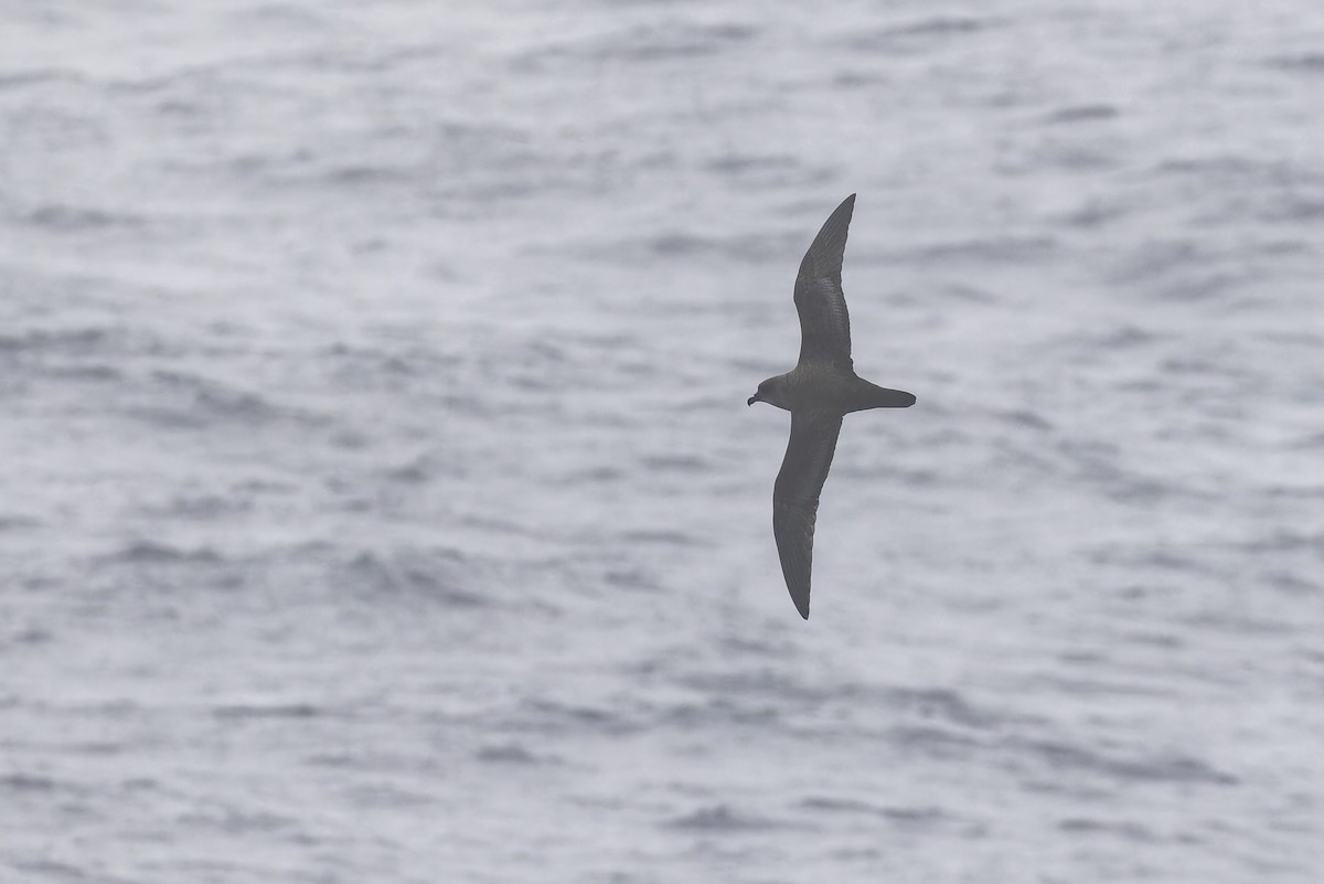 Atlantic Petrel - ML640501686