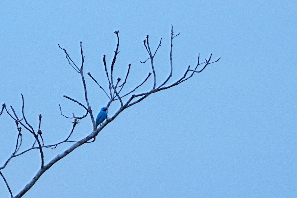 Plum-throated Cotinga - ML640501796