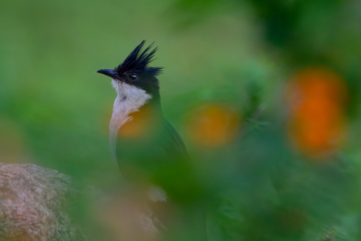Pied Cuckoo - ML640501826