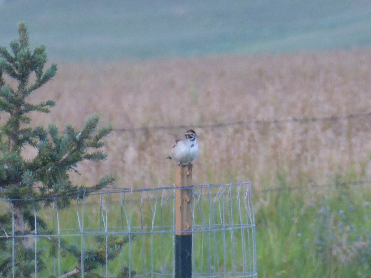 Lark Sparrow - ML640501836