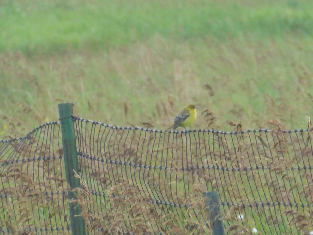 Orchard Oriole - ML640501871