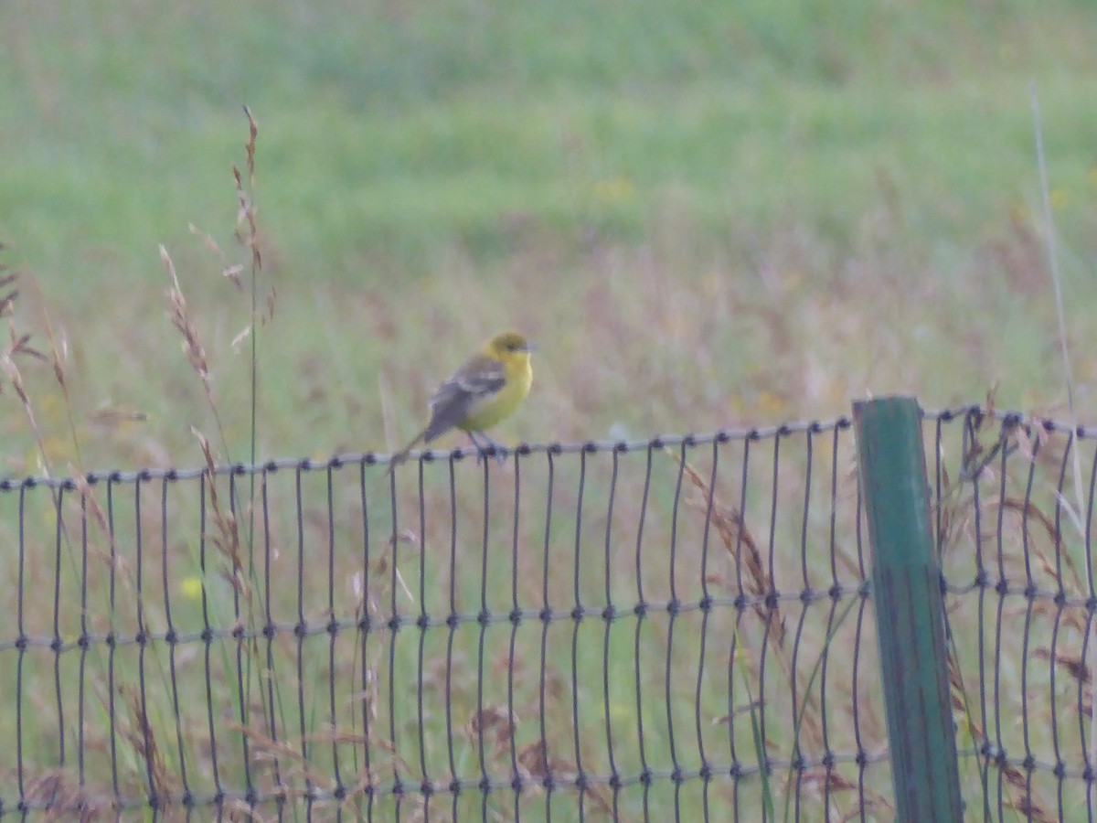 Orchard Oriole - ML640501874