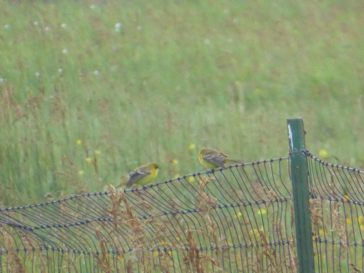 Orchard Oriole - ML640501875