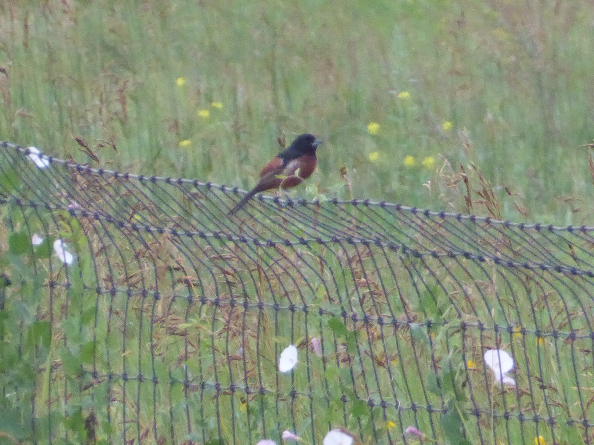 Orchard Oriole - ML640501879