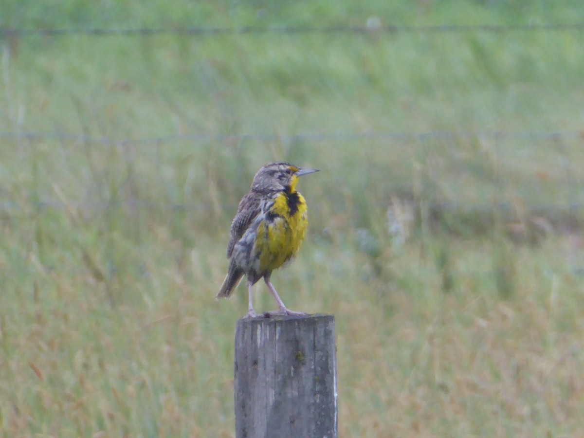 Western Meadowlark - ML640501880