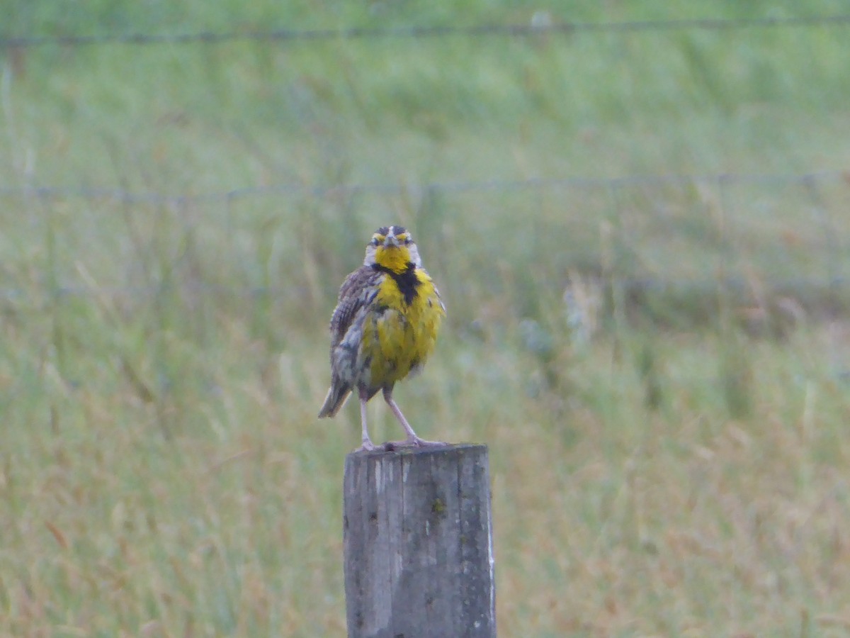 Western Meadowlark - ML640501881