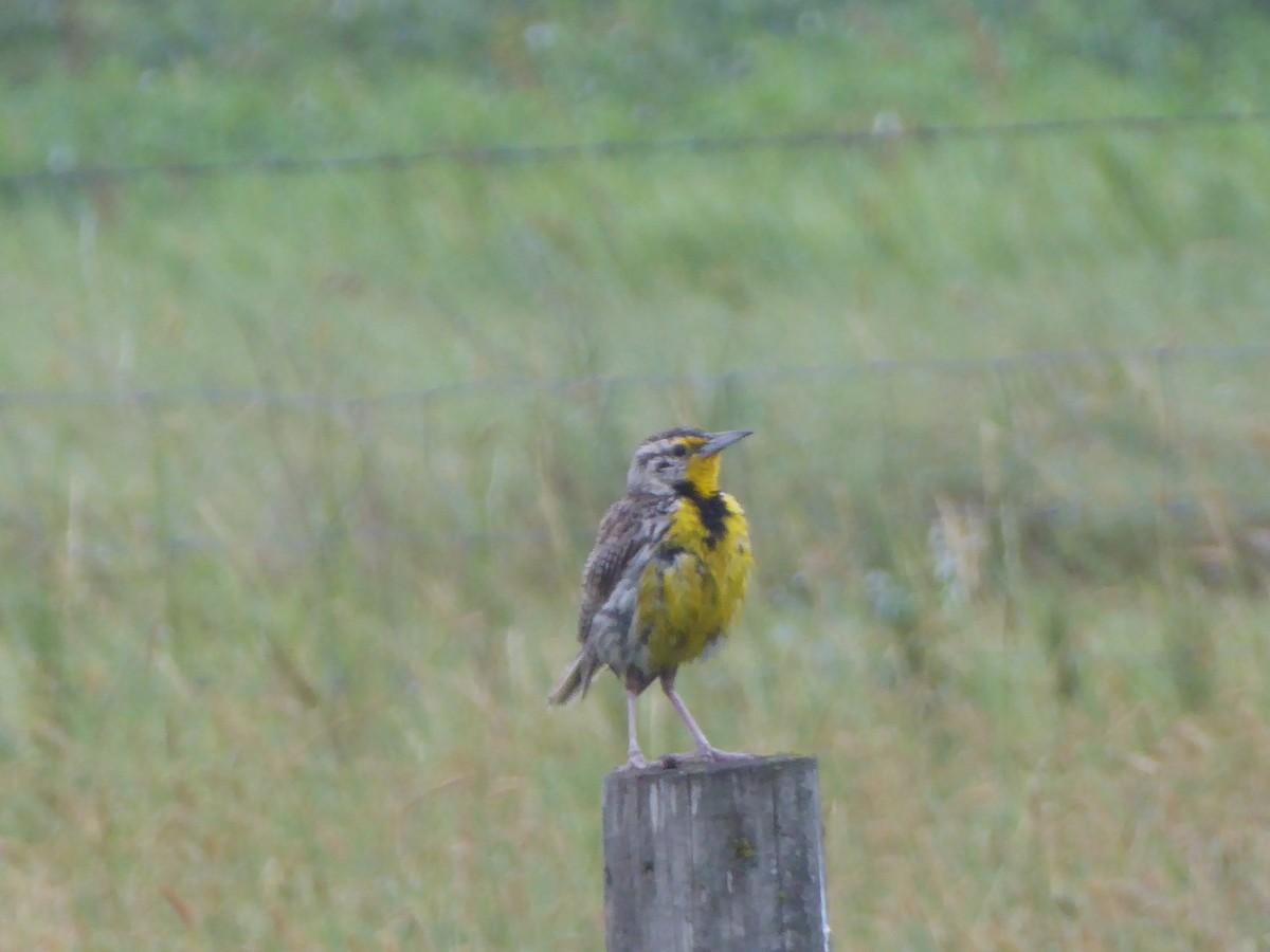 Western Meadowlark - ML640501891