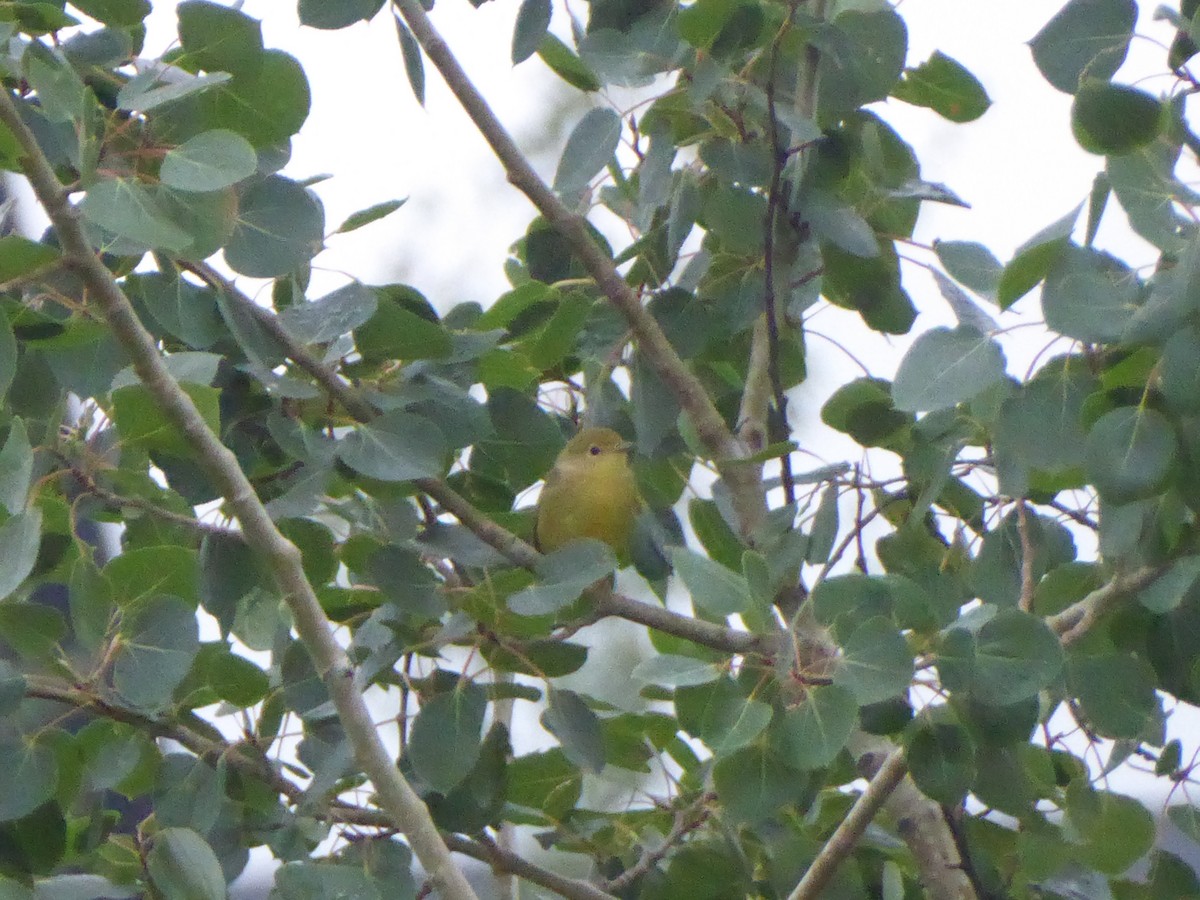 Northern Yellow Warbler - ML640501898