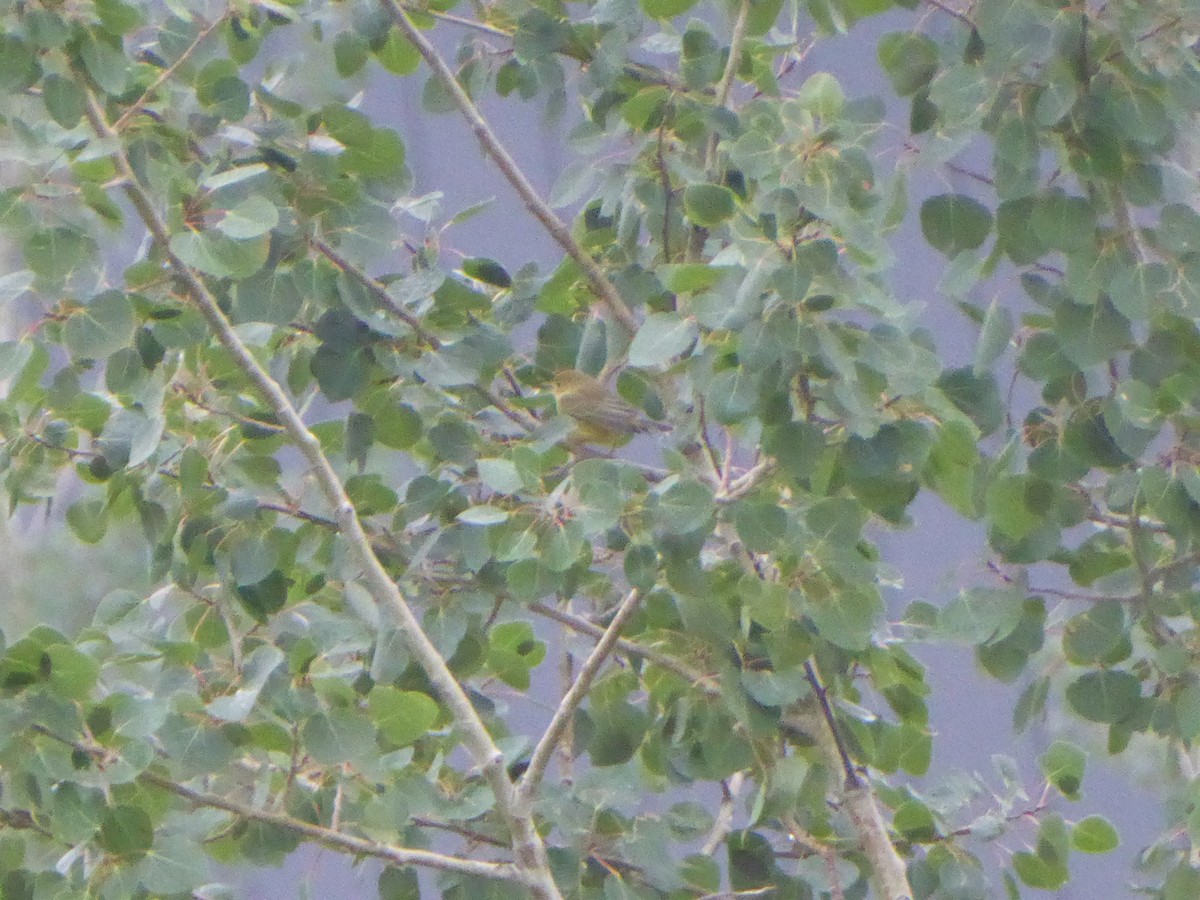 Northern Yellow Warbler - ML640501901