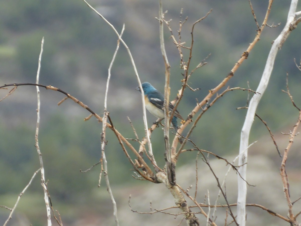 Lazuli Bunting - ML640501943