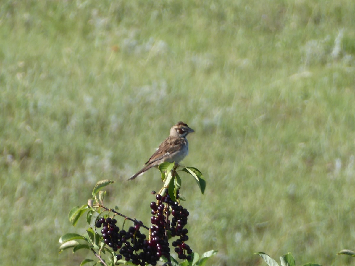 Lark Sparrow - ML640501965
