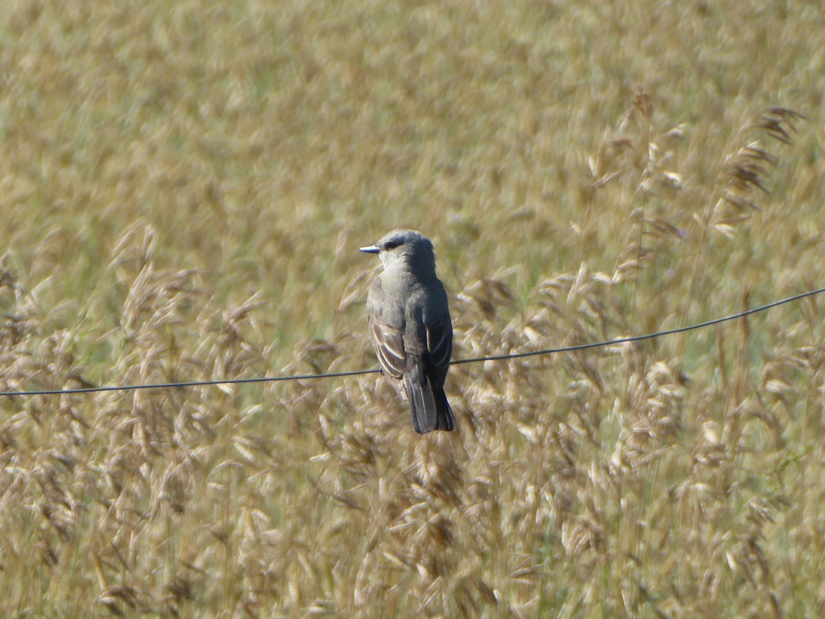 Western Kingbird - ML640501971