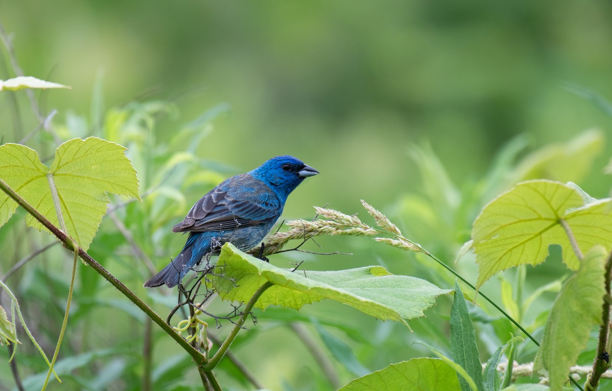 Indigo Bunting - ML640501995