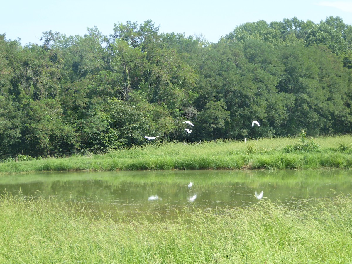Great Egret - ML640502014