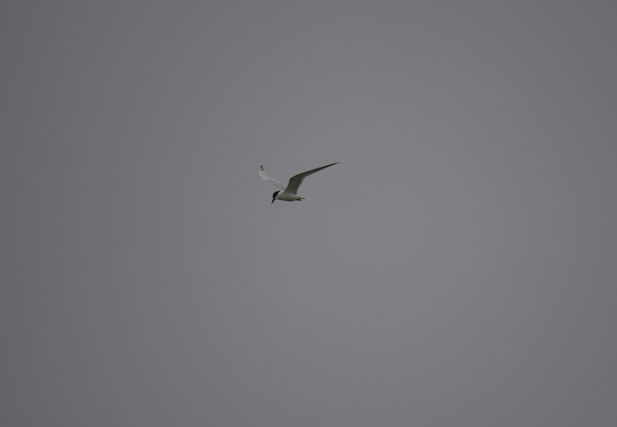 Gull-billed Tern - ML640502020