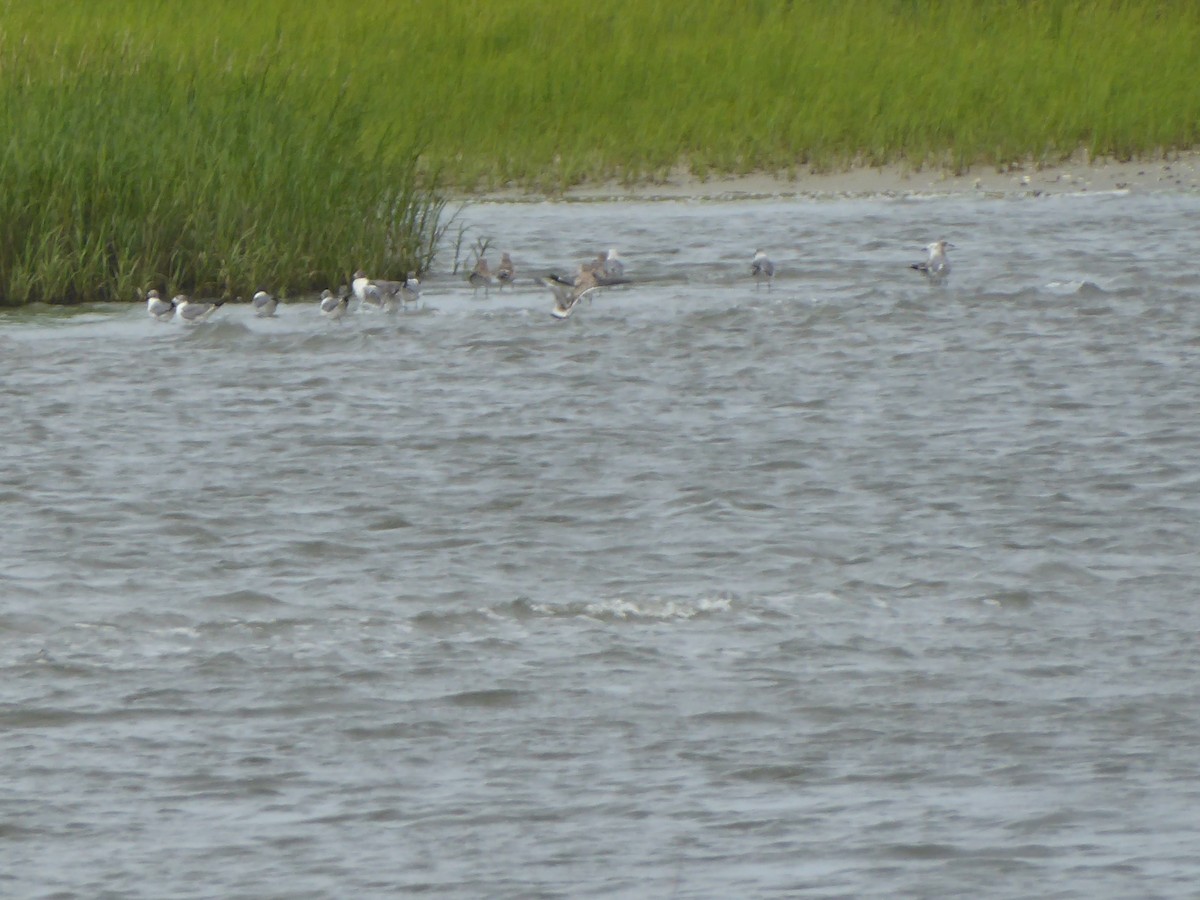 Laughing Gull - ML640502040