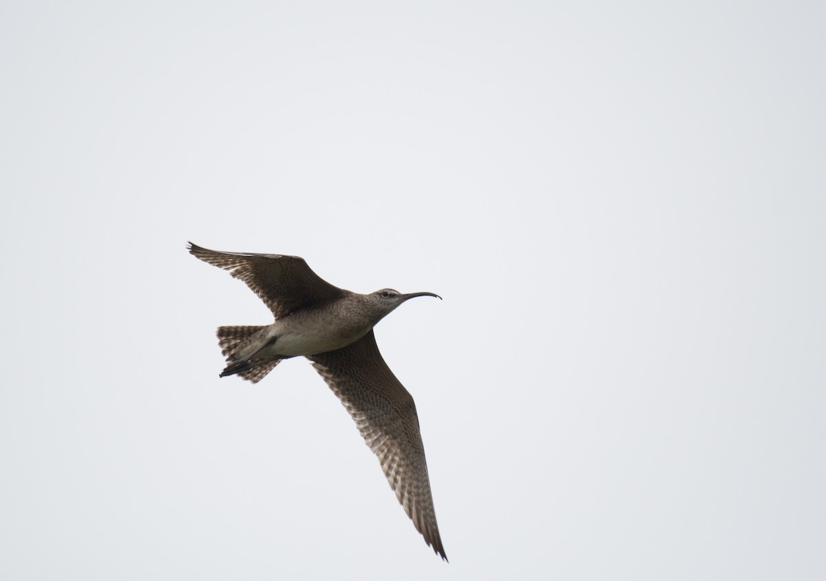Hudsonian Whimbrel - ML640502043