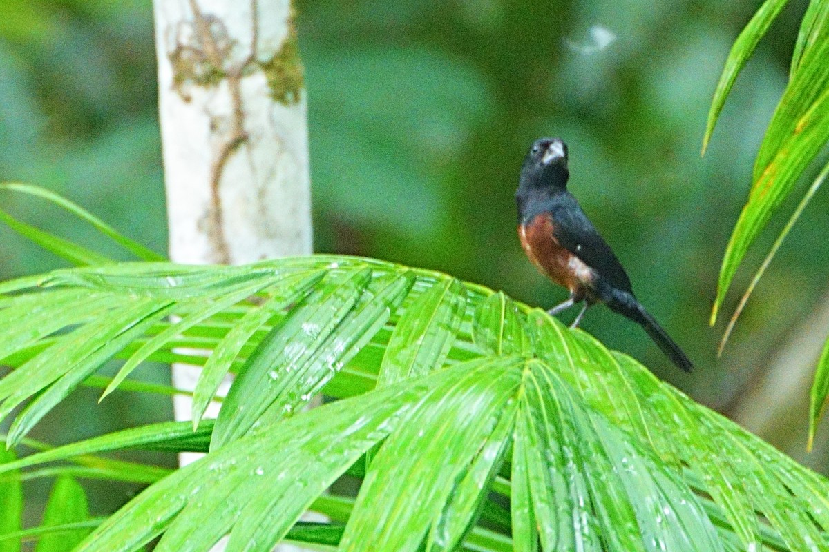 Chestnut-bellied Seed-Finch - ML640502052