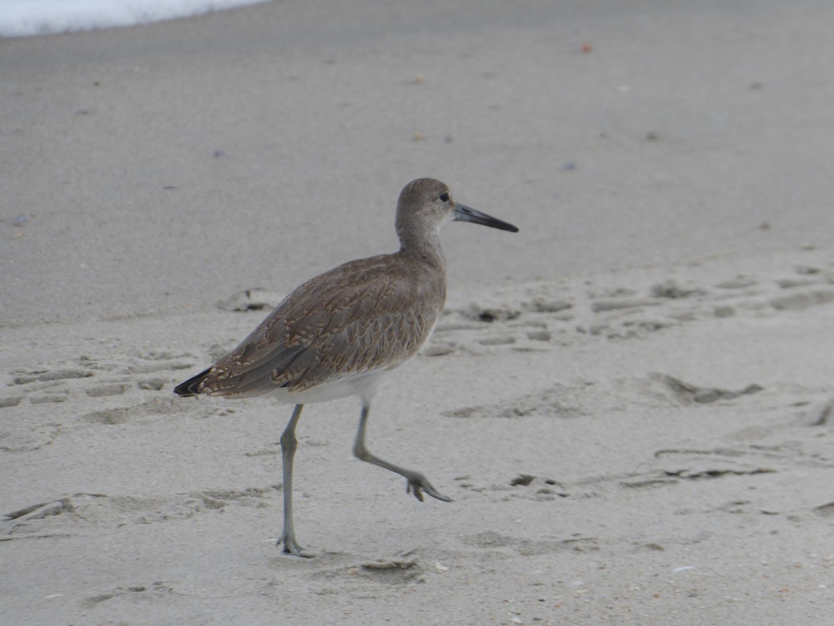 Willet - ML640502058