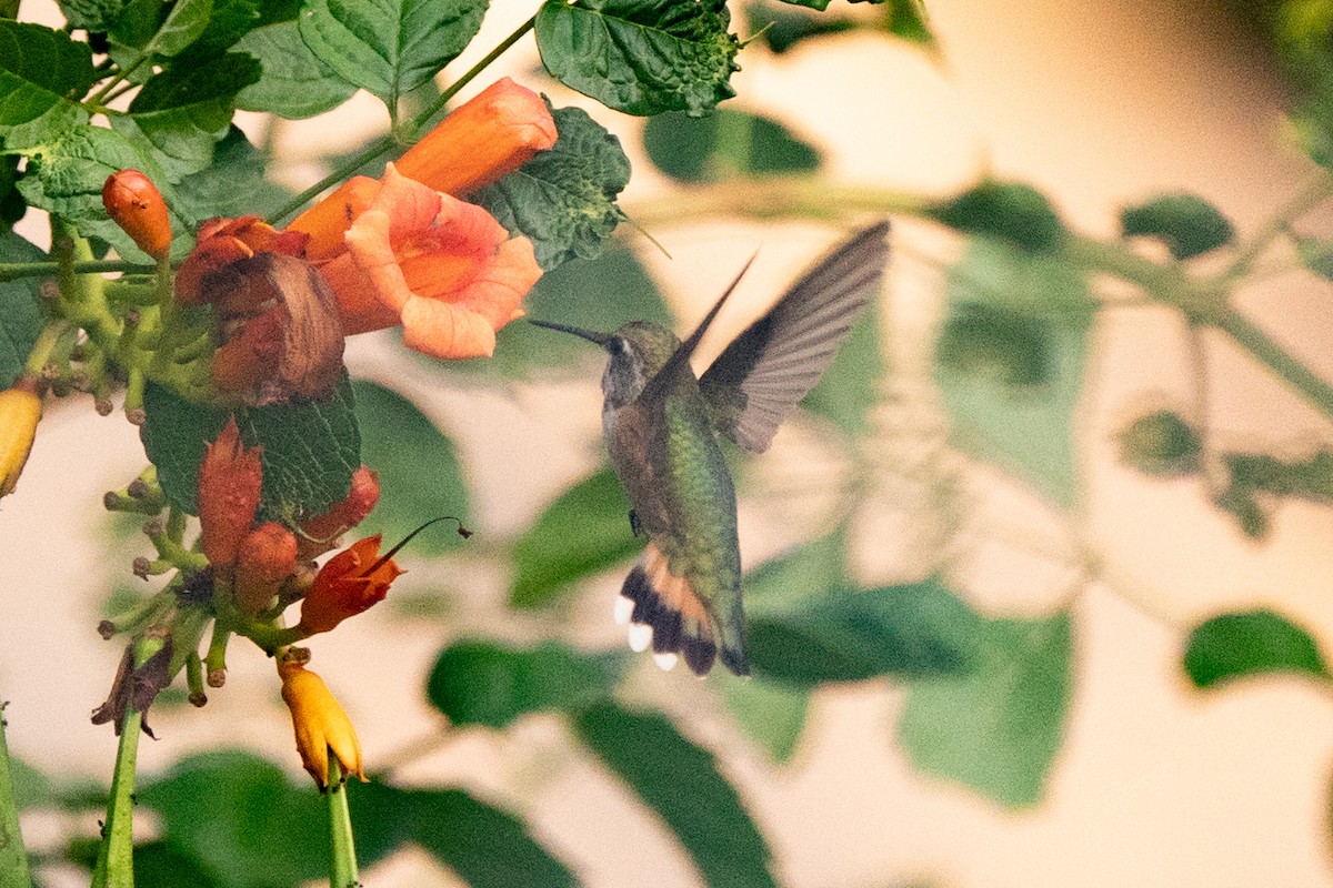 Rufous Hummingbird - ML640502065