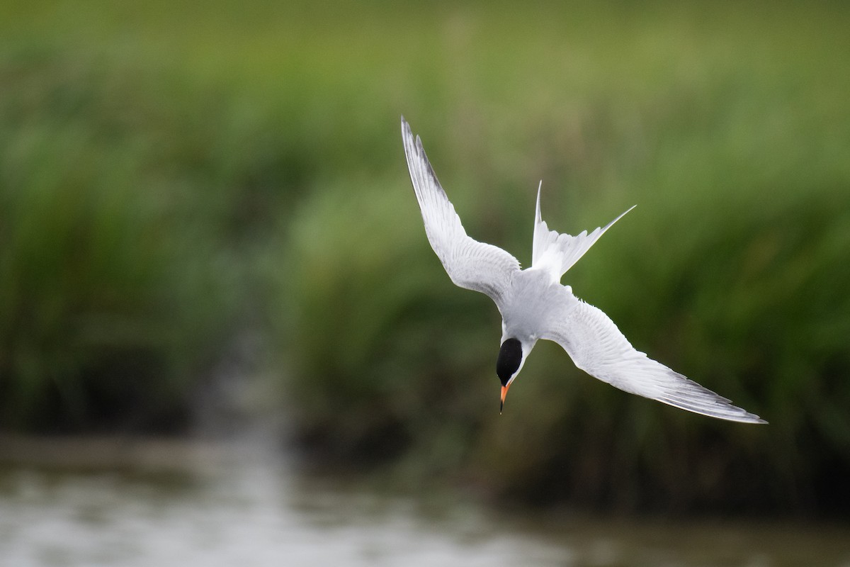 Forster's Tern - ML640502080