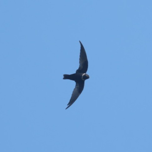 White-collared Swift - ML640502098