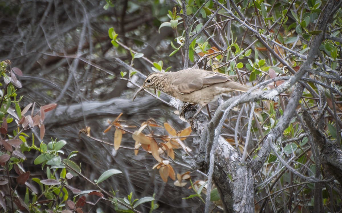 Patagonian Forest Earthcreeper - ML640502107