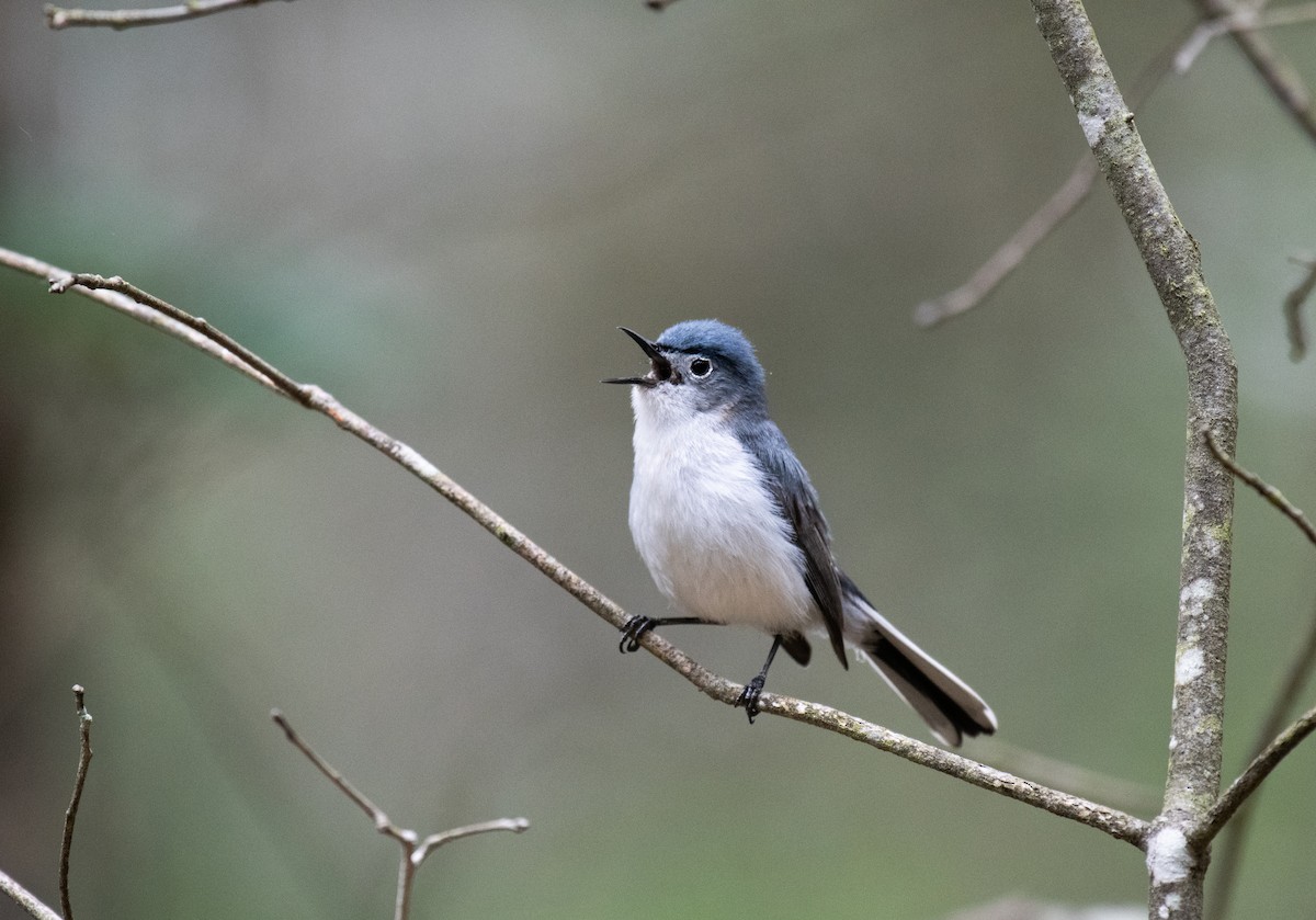 Blue-gray Gnatcatcher - ML640502112