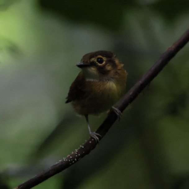 White-throated Spadebill - ML640502196