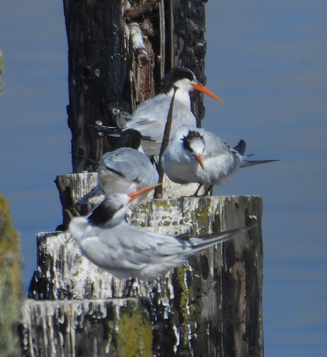 Elegant Tern - ML640502205