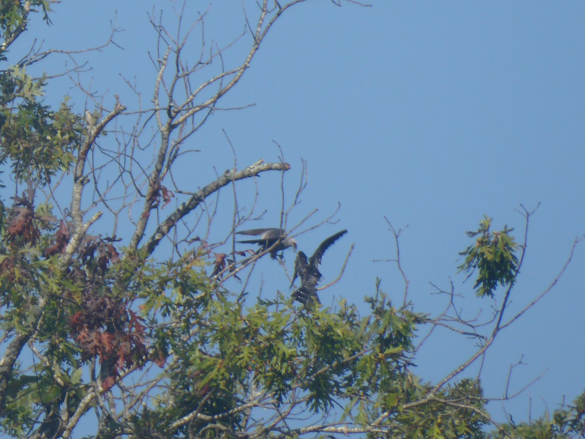 Mississippi Kite - ML640502218