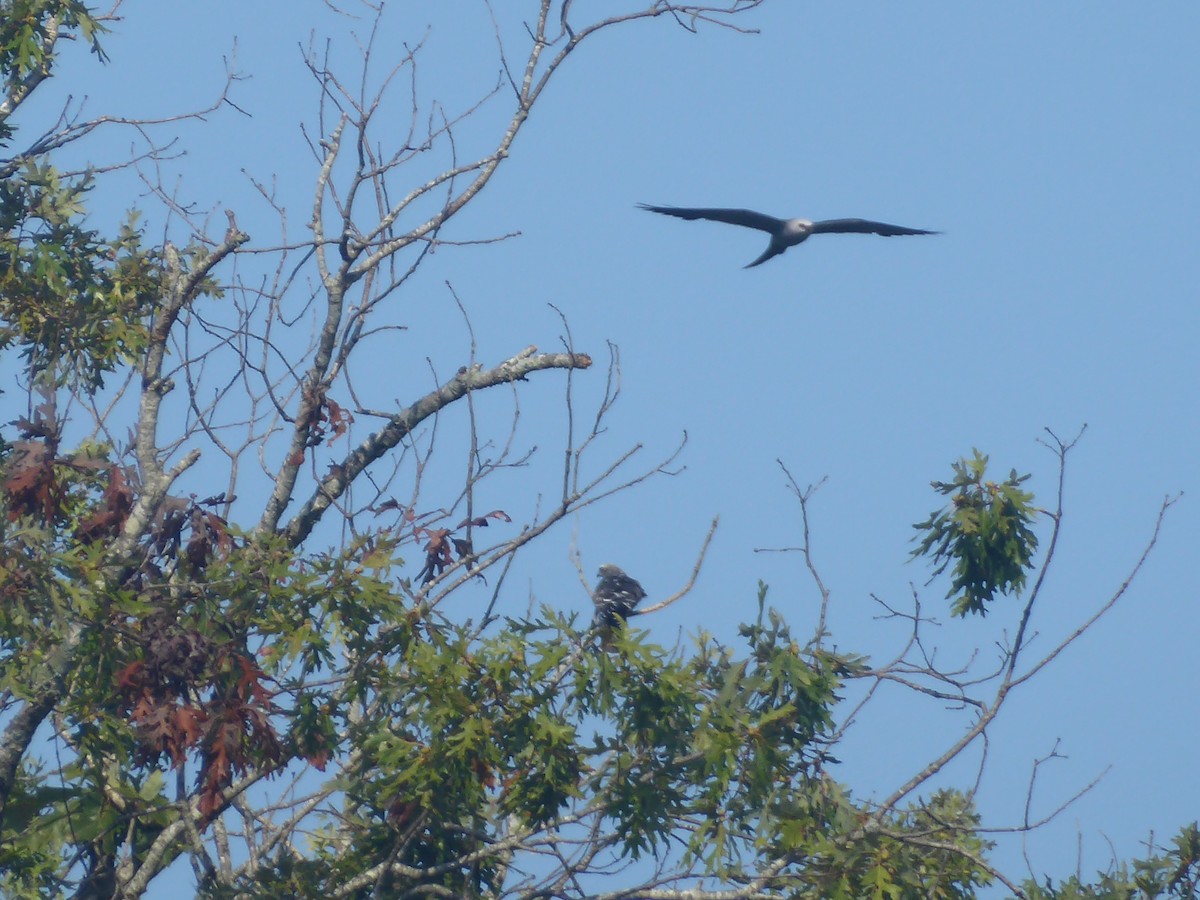 Mississippi Kite - ML640502220