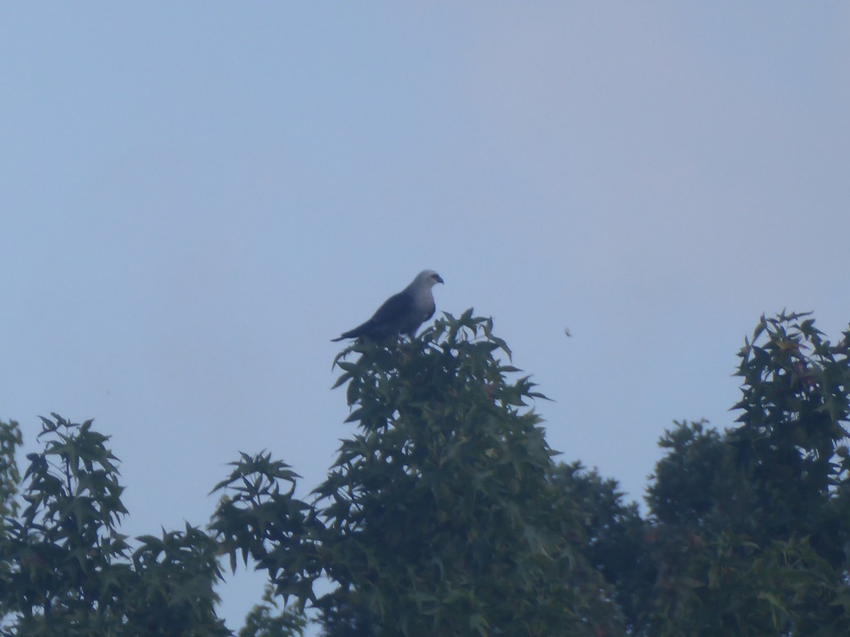Mississippi Kite - ML640502221