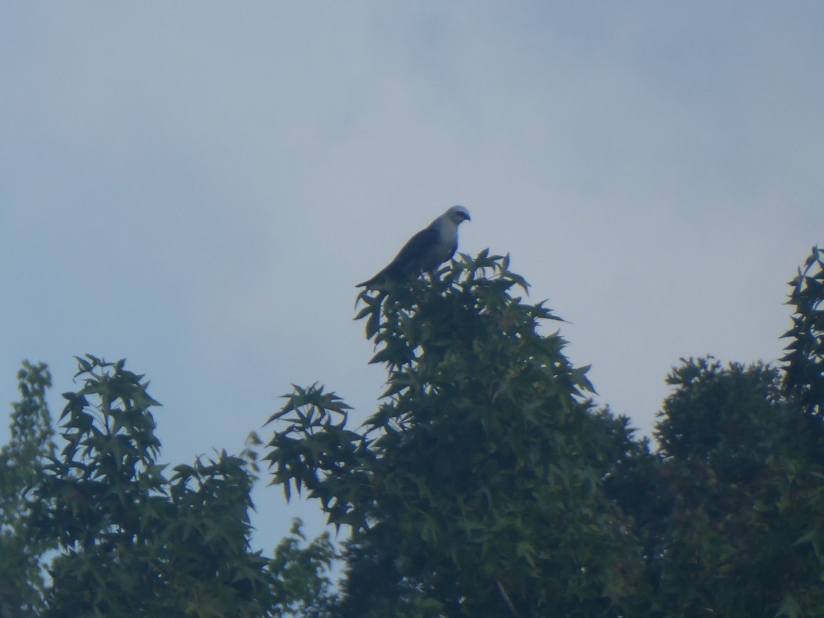 Mississippi Kite - ML640502223